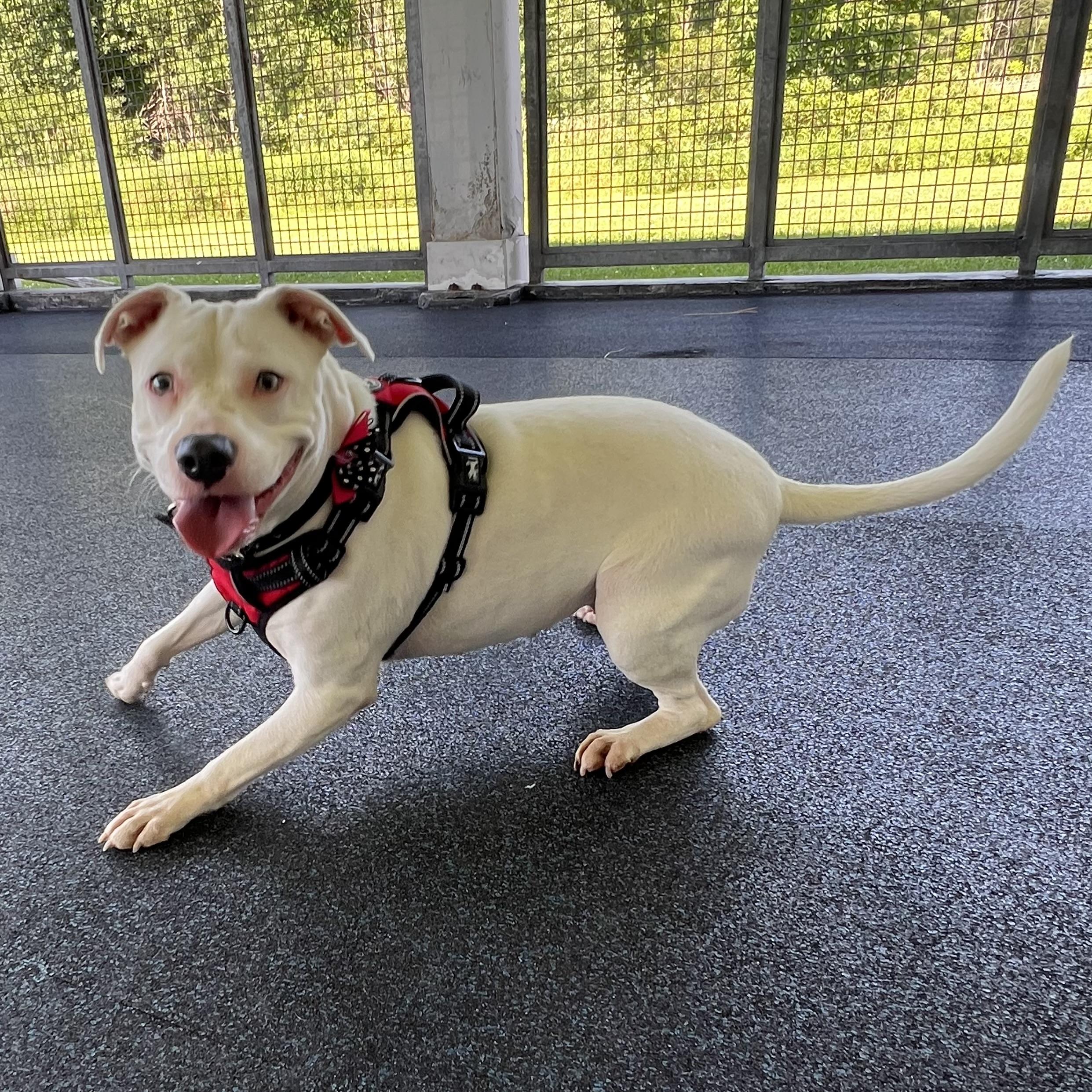 Enlarge Zozo, an adopted mixed breed in Ithaca, NY image 4/4