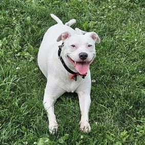 Enlarge Zozo, an adopted mixed breed in Ithaca, NY image 2/4