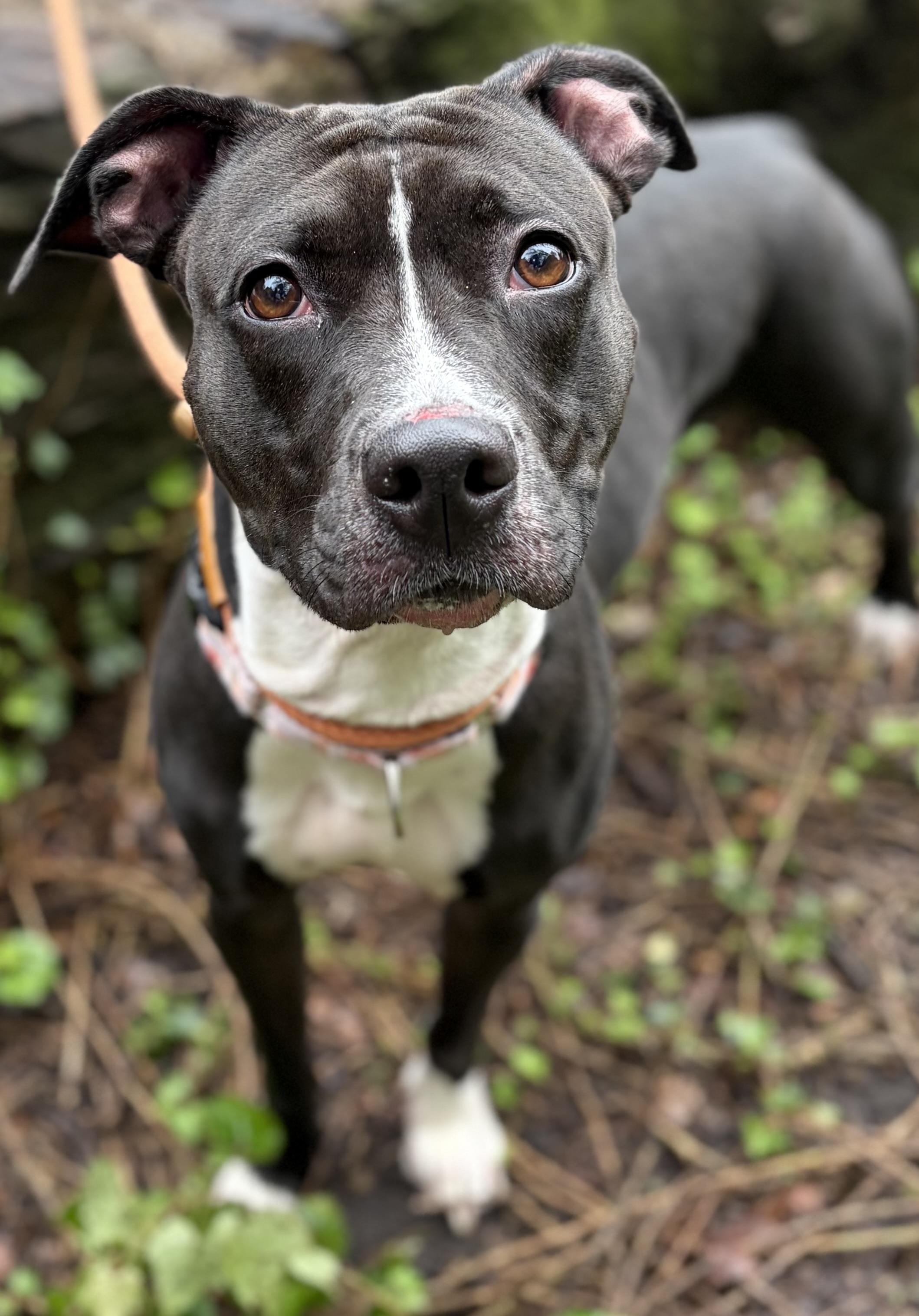 Enlarge Stormy, a Adoptable Mixed Breed in McKeesport, PA image 4/6