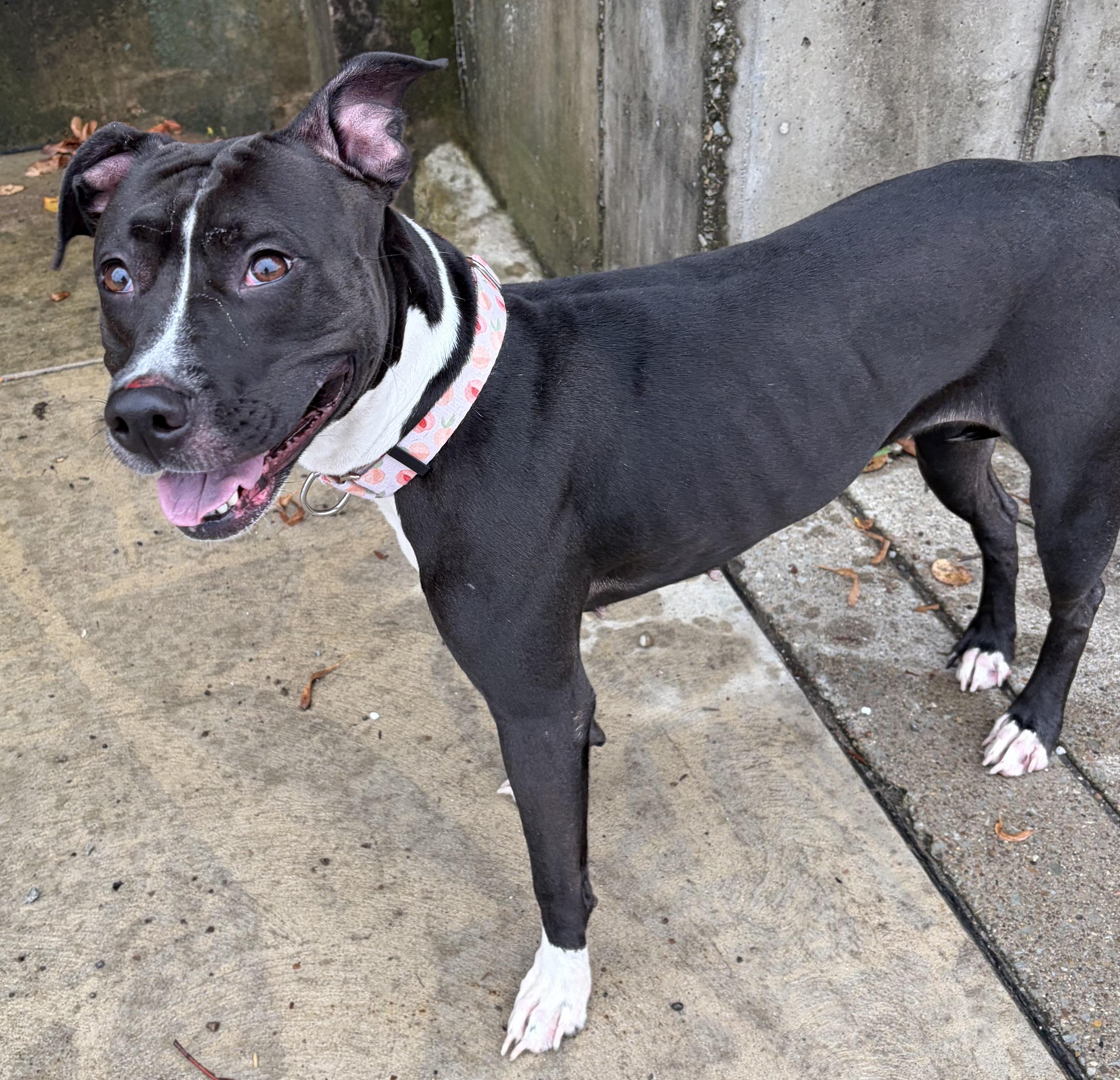 Stormy, Adoptable, Young Female Mixed Breed.