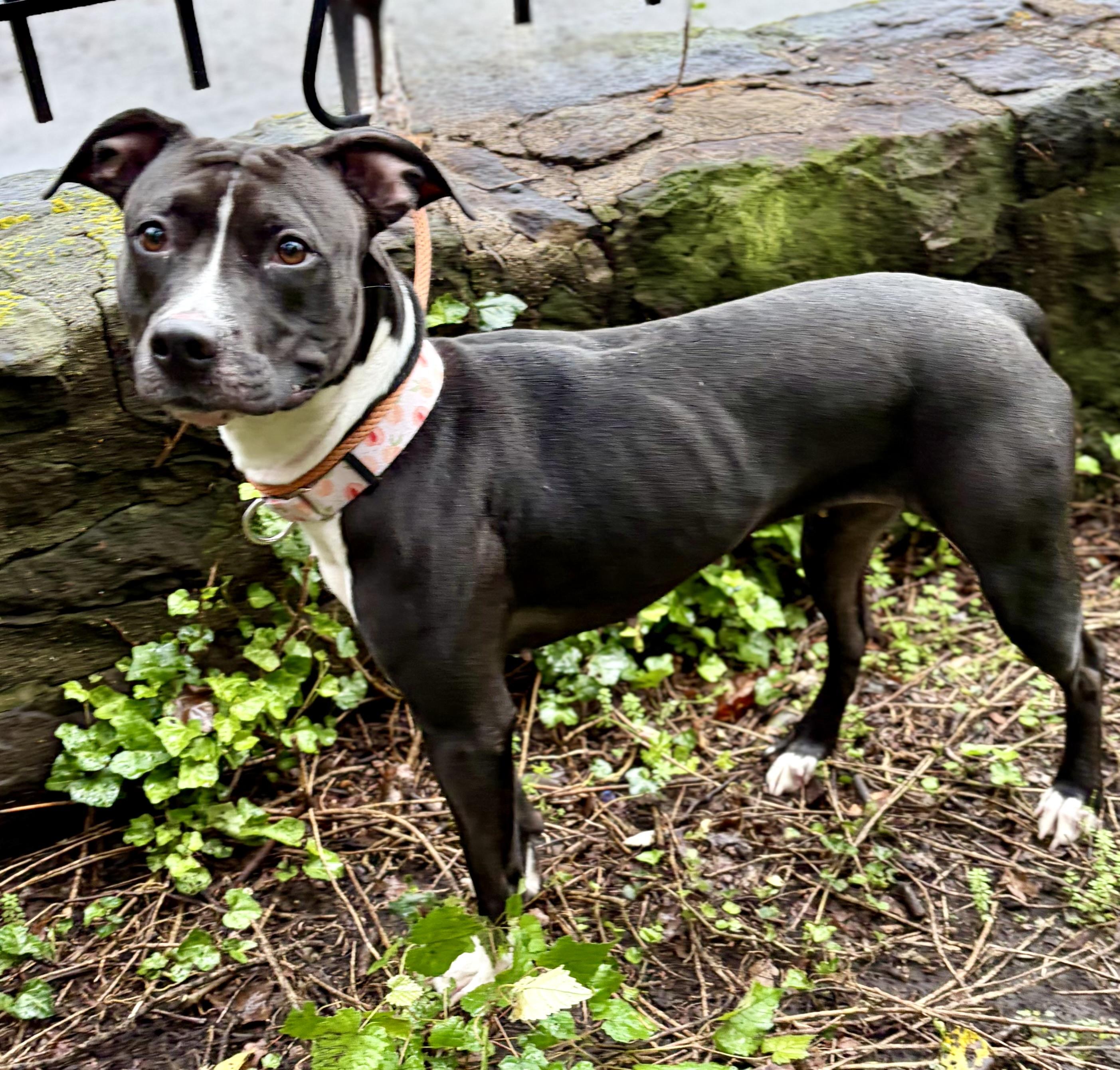 Enlarge Stormy, a Adoptable Mixed Breed in McKeesport, PA image 6/6