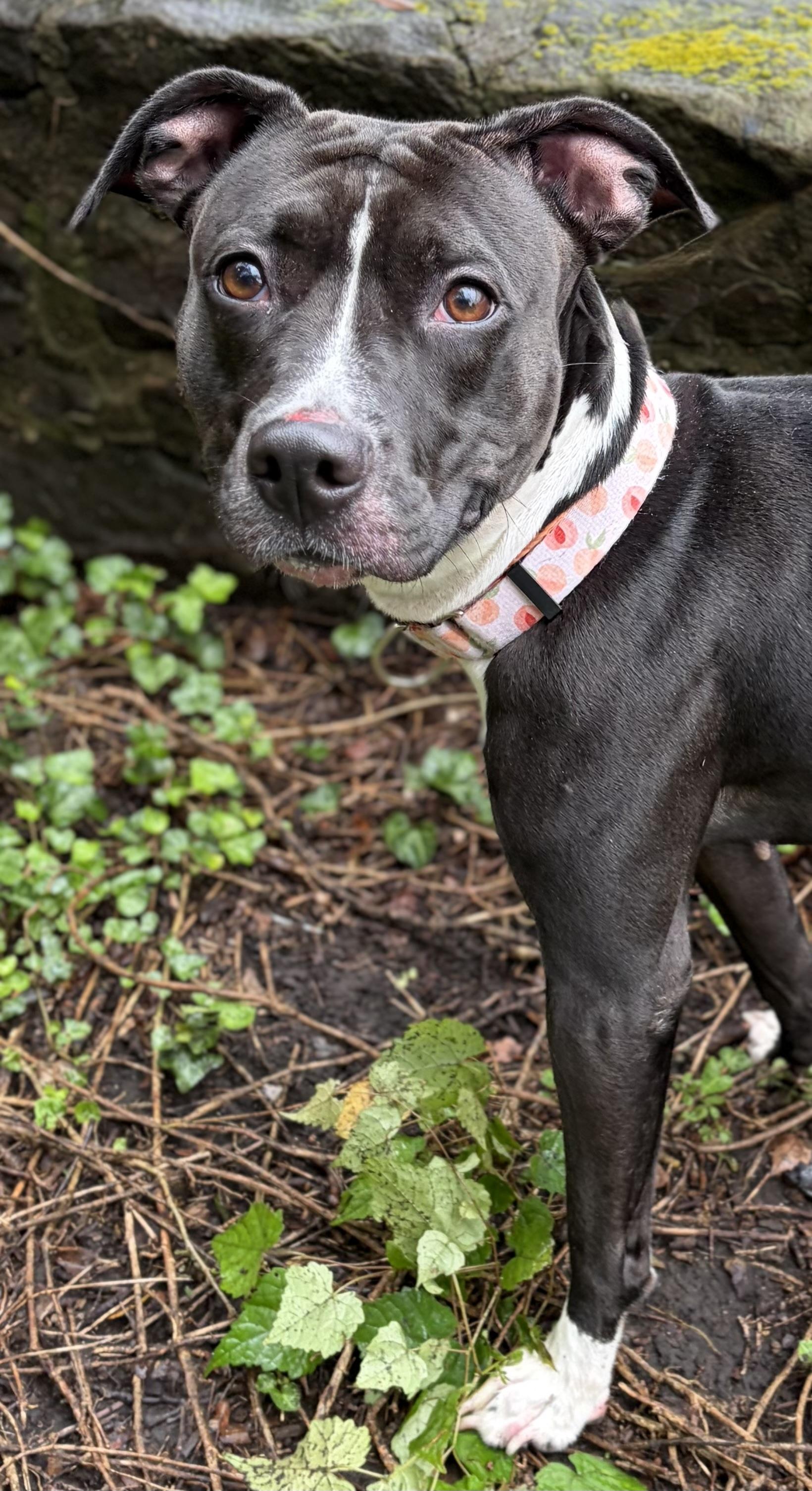 Enlarge Stormy, a Adoptable Mixed Breed in McKeesport, PA image 3/6