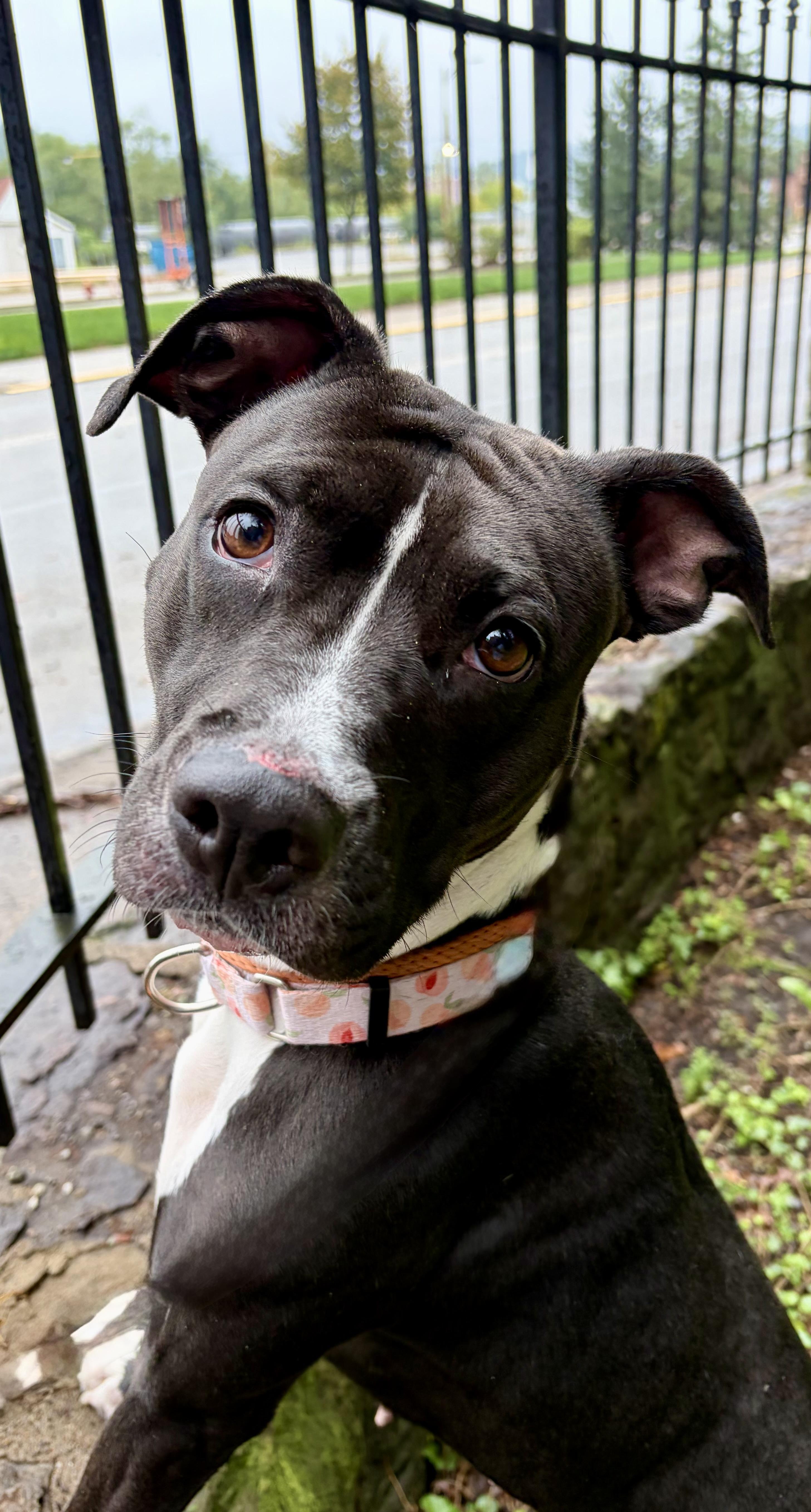 Enlarge Stormy, a Adoptable Mixed Breed in McKeesport, PA image 2/6
