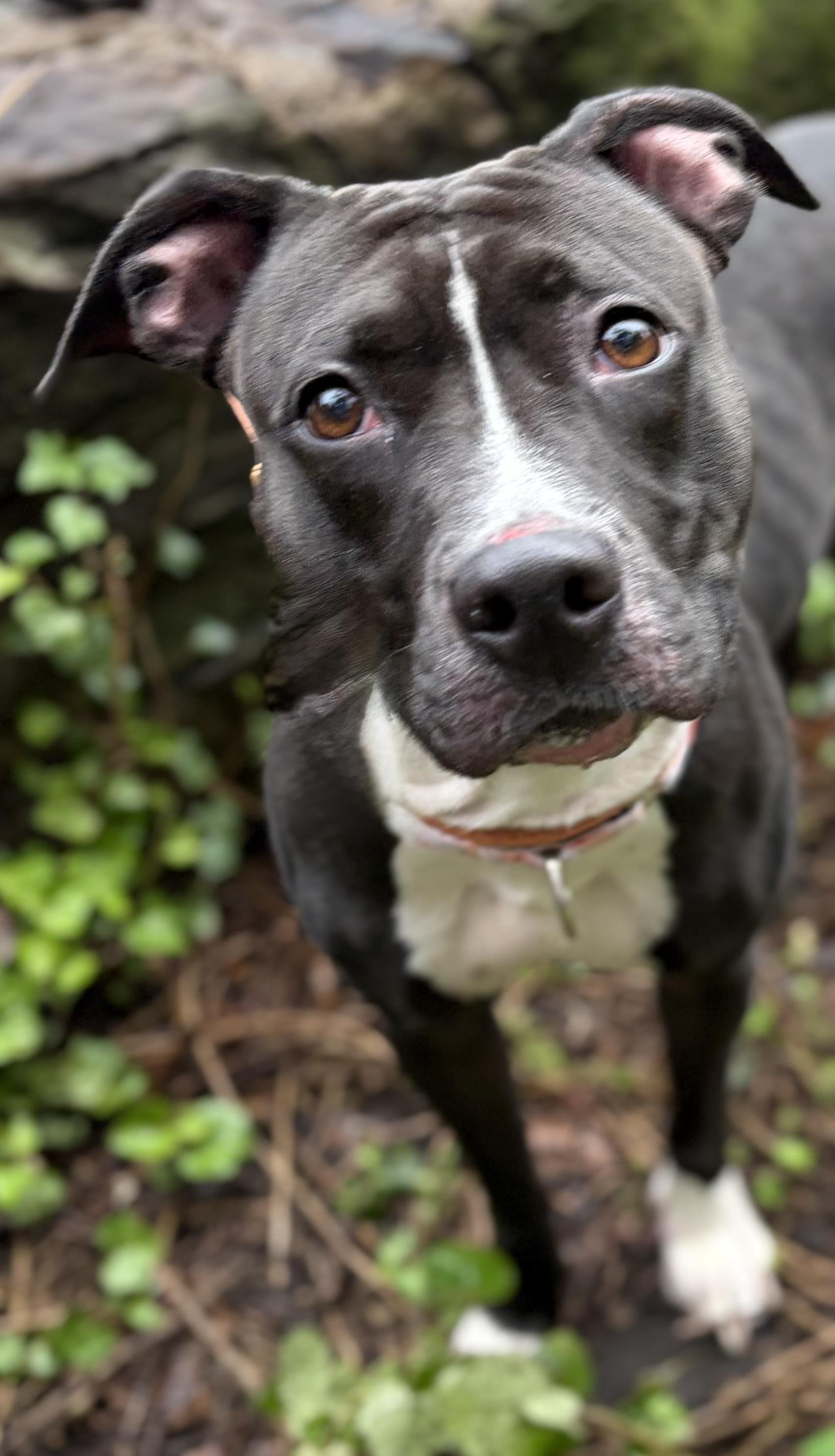 Enlarge Stormy, a Adoptable Mixed Breed in McKeesport, PA image 5/6