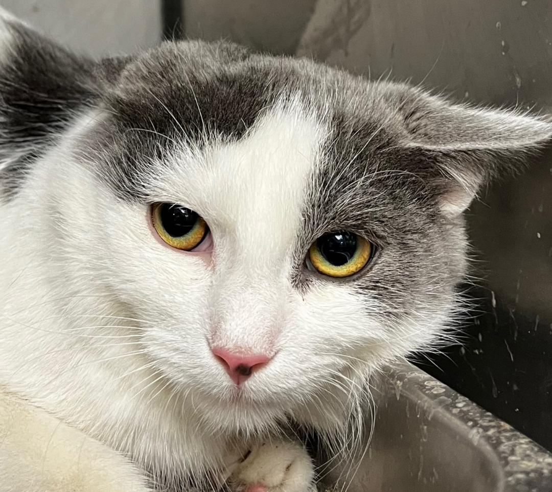 Enlarge Ernie, a ADOPTABLE Domestic Short Hair in New Castle, IN image 1/1