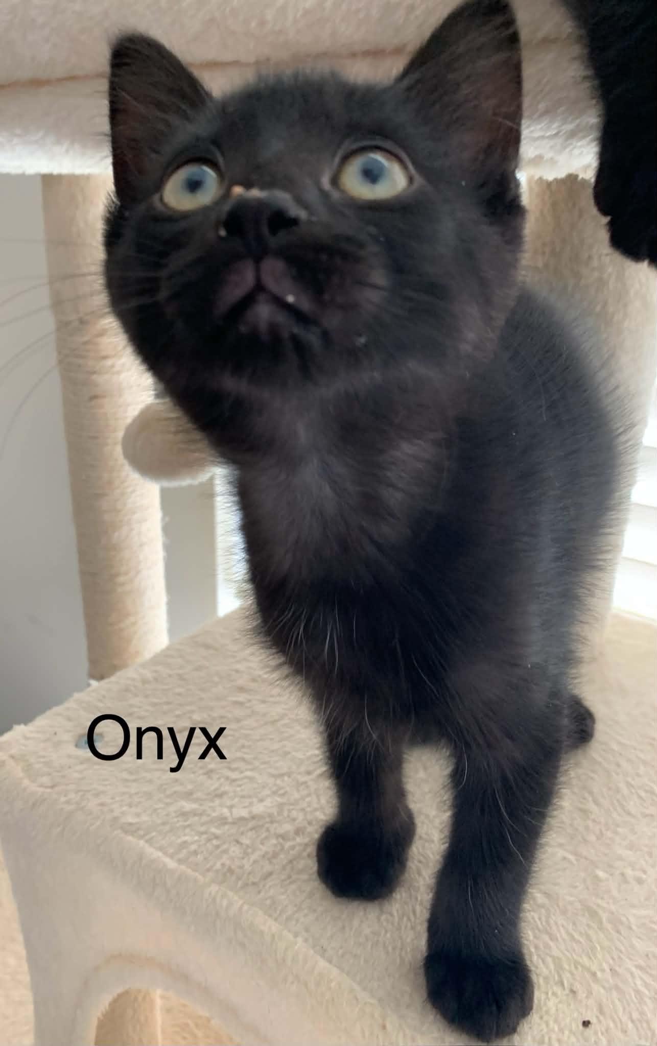 Onyx 2, a Adoptable Bombay in Livonia, MI image 3/4