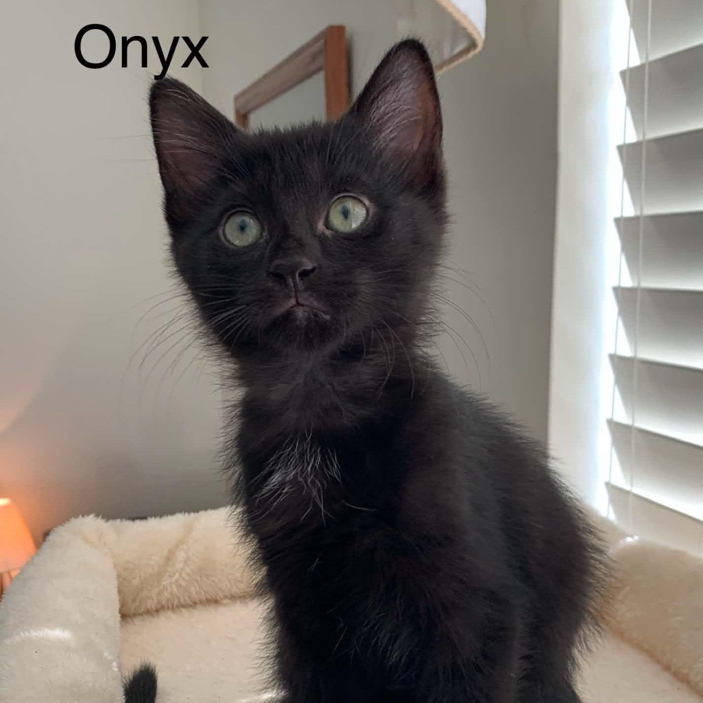 Onyx 2, a Adoptable Bombay in Livonia, MI image 2/4