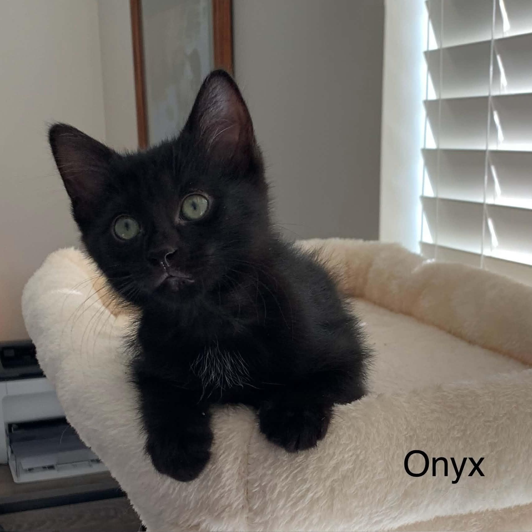 Onyx 2, Adoptable, Kitten Female Bombay.
