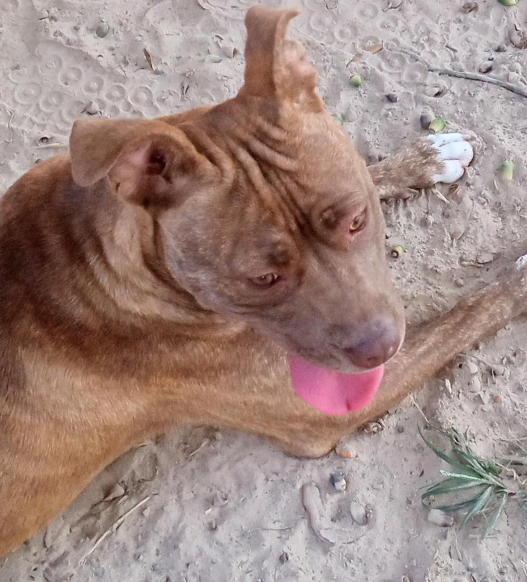 Gabbie, a Adoptable American Staffordshire Terrier in Silsbee, TX image 3/5