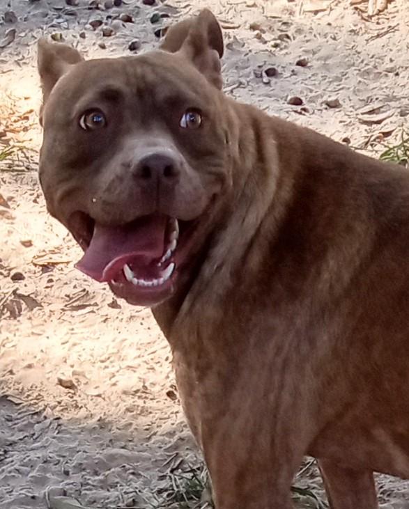 Gabbie, a Adoptable American Staffordshire Terrier in Silsbee, TX image 4/5