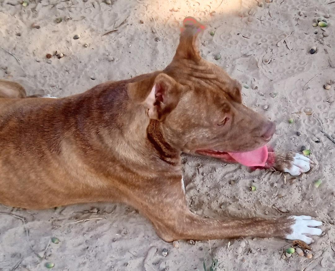 Gabbie, a Adoptable American Staffordshire Terrier in Silsbee, TX image 5/5