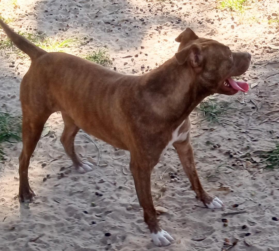Gabbie, a Adoptable American Staffordshire Terrier in Silsbee, TX image 1/5