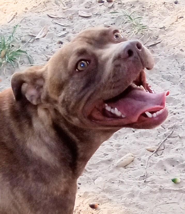 Gabbie, a Adoptable American Staffordshire Terrier in Silsbee, TX image 2/5