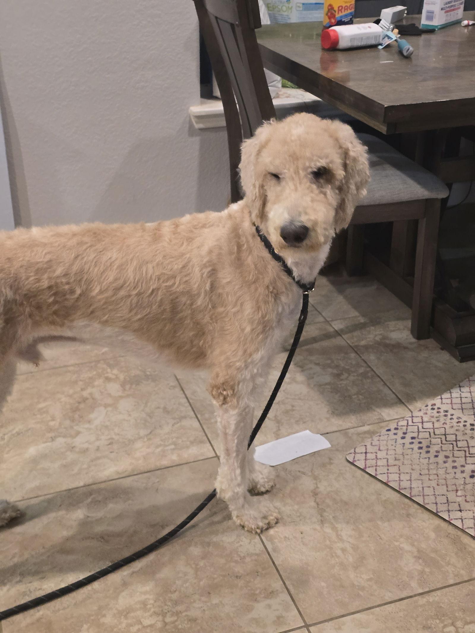 Rocky, Adopted, Young Male Standard Poodle.