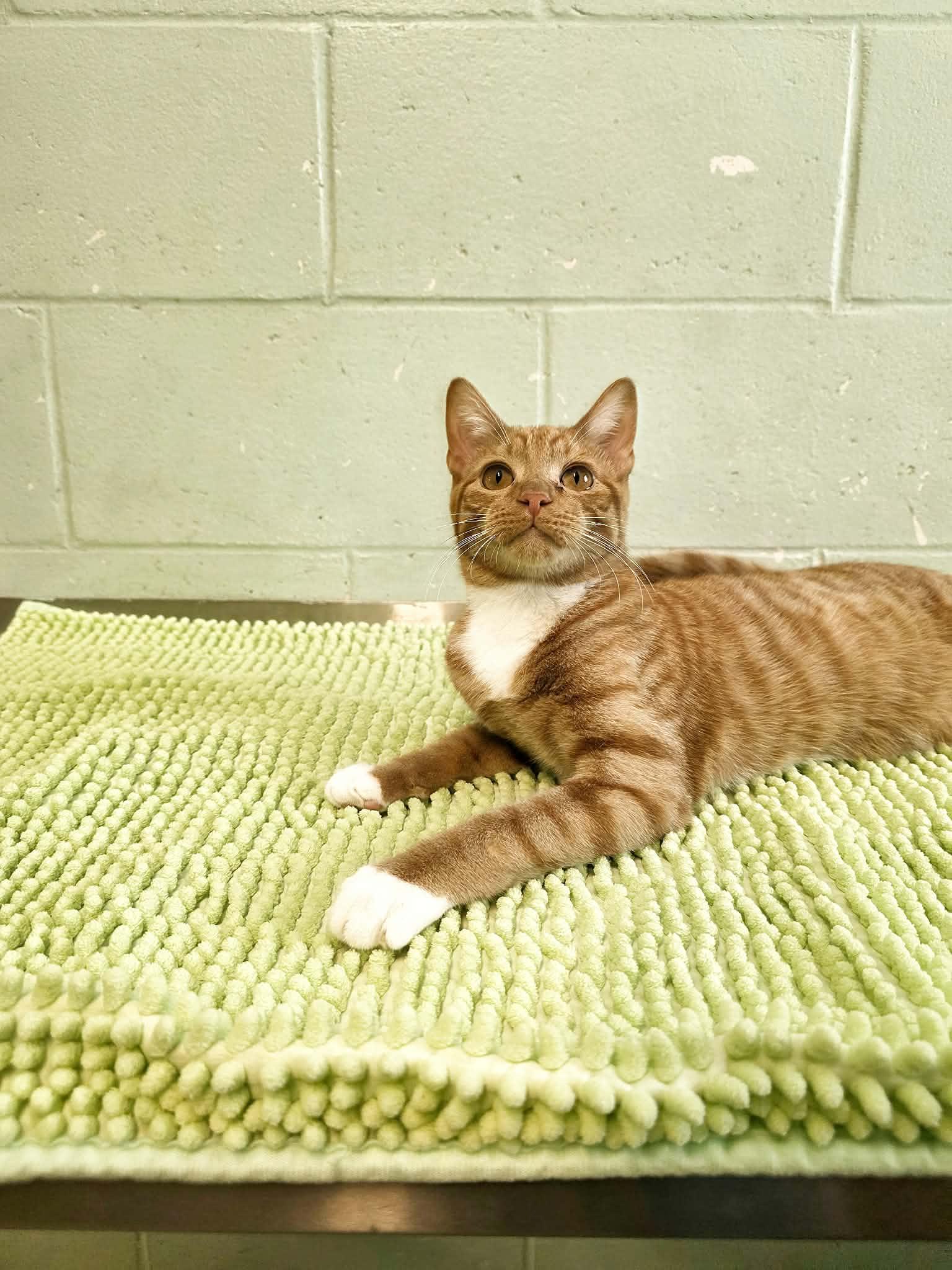 Enlarge Tomac, a Adoptable Domestic Short Hair in Umatilla, FL image 5/5