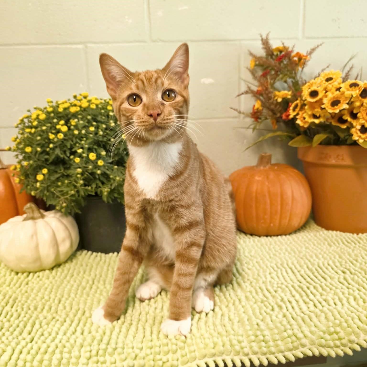 Tomac, Adoptable, Young Male Domestic Short Hair.