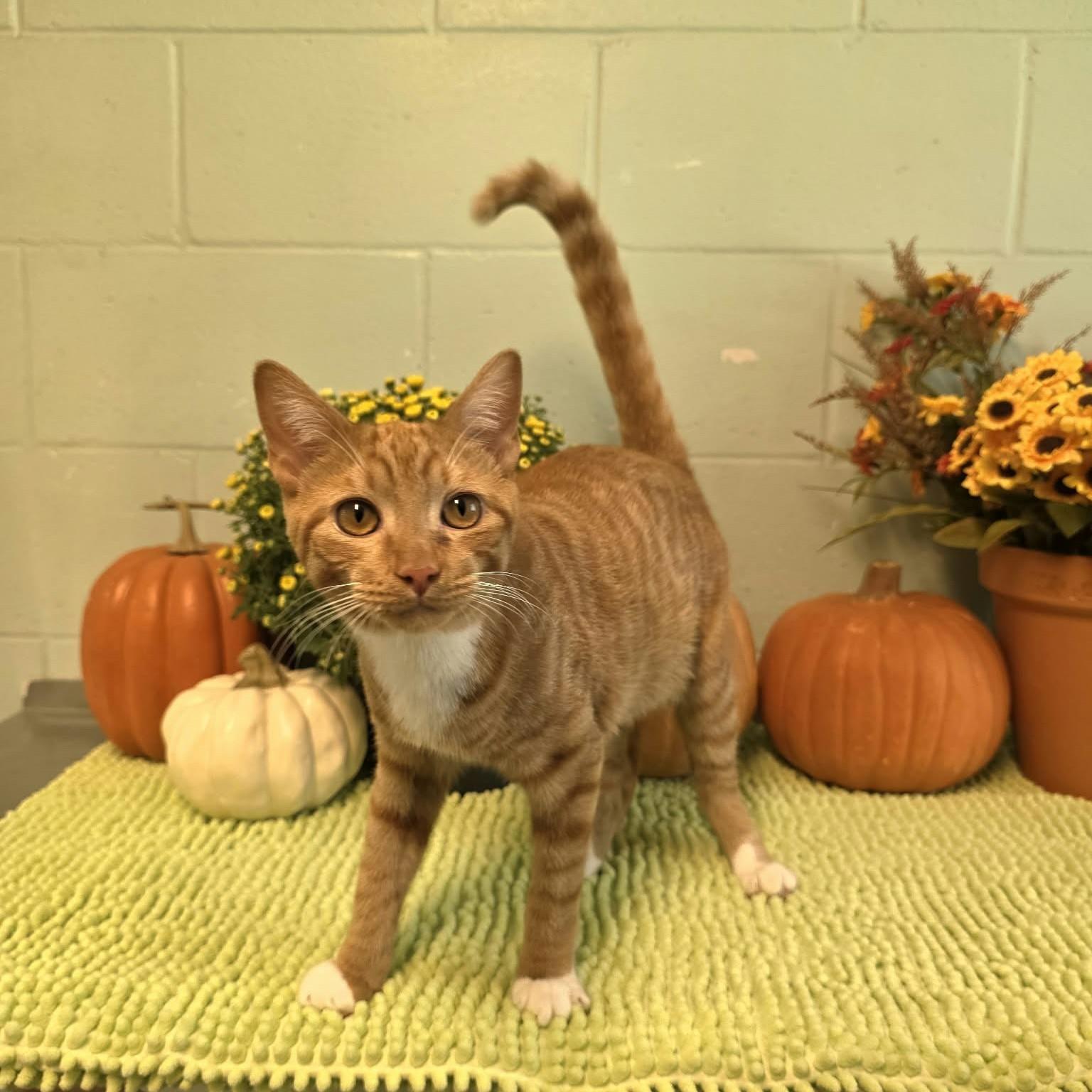 Enlarge Tomac, a Adoptable Domestic Short Hair in Umatilla, FL image 2/5