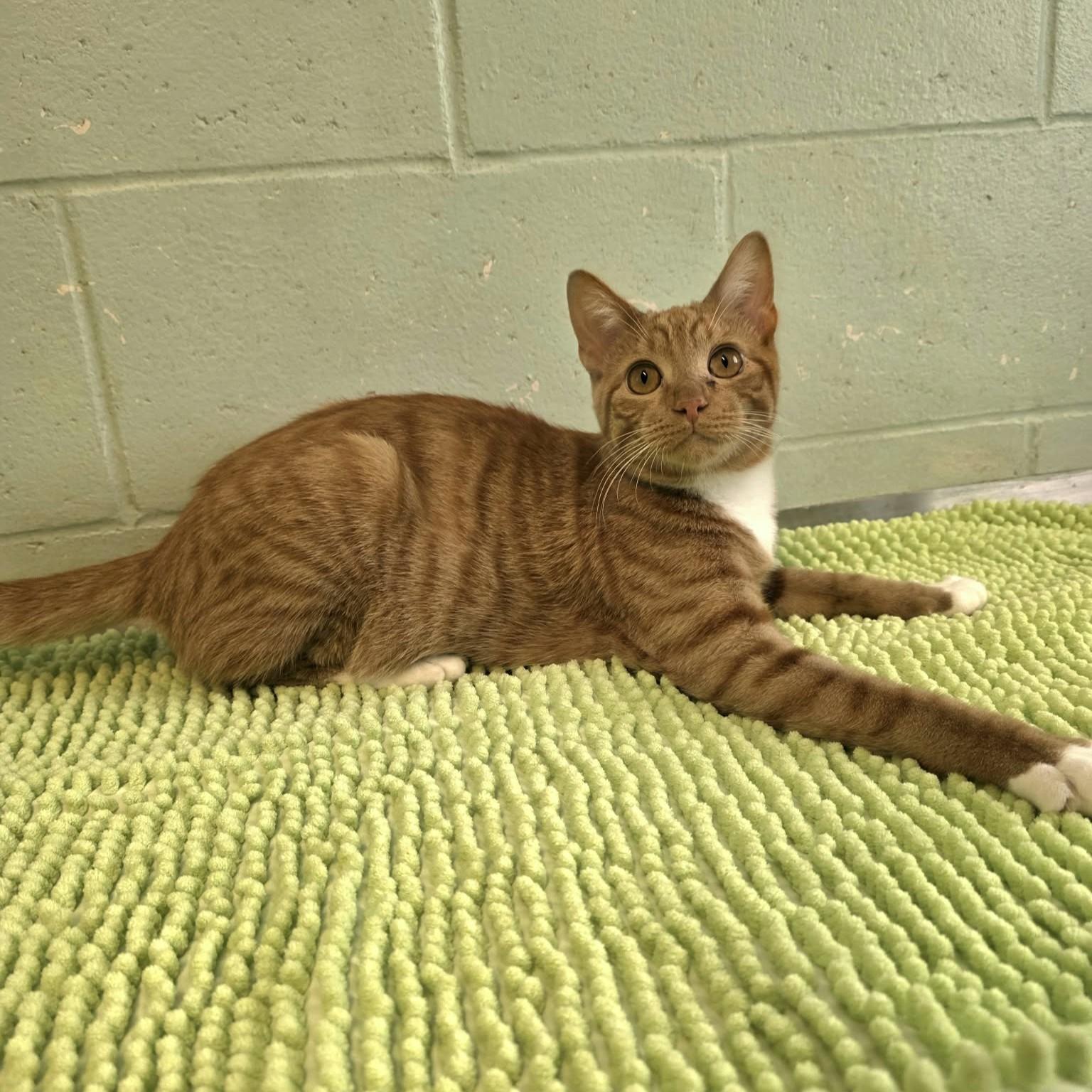 Enlarge Tomac, a Adoptable Domestic Short Hair in Umatilla, FL image 4/5