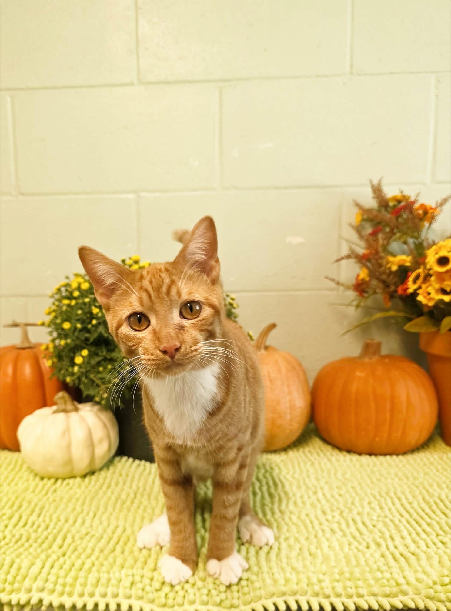 Enlarge Tomac, a Adoptable Domestic Short Hair in Umatilla, FL image 3/5