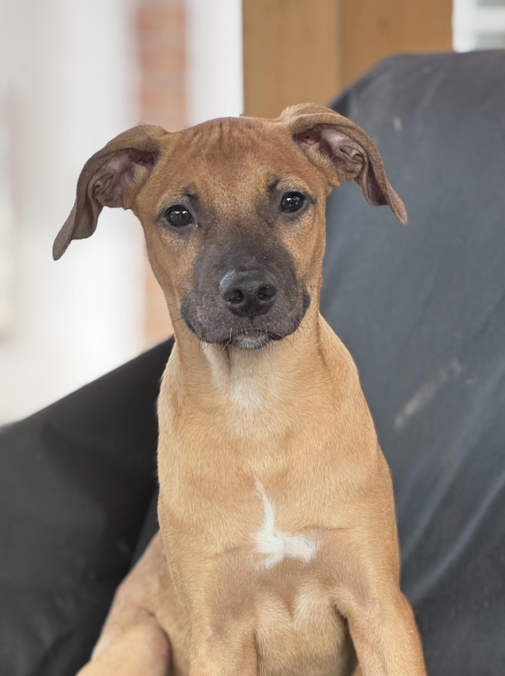 Enlarge Jake! Sweet boy!, a Adoptable mixed breed in Cambridge, MA image 3/4