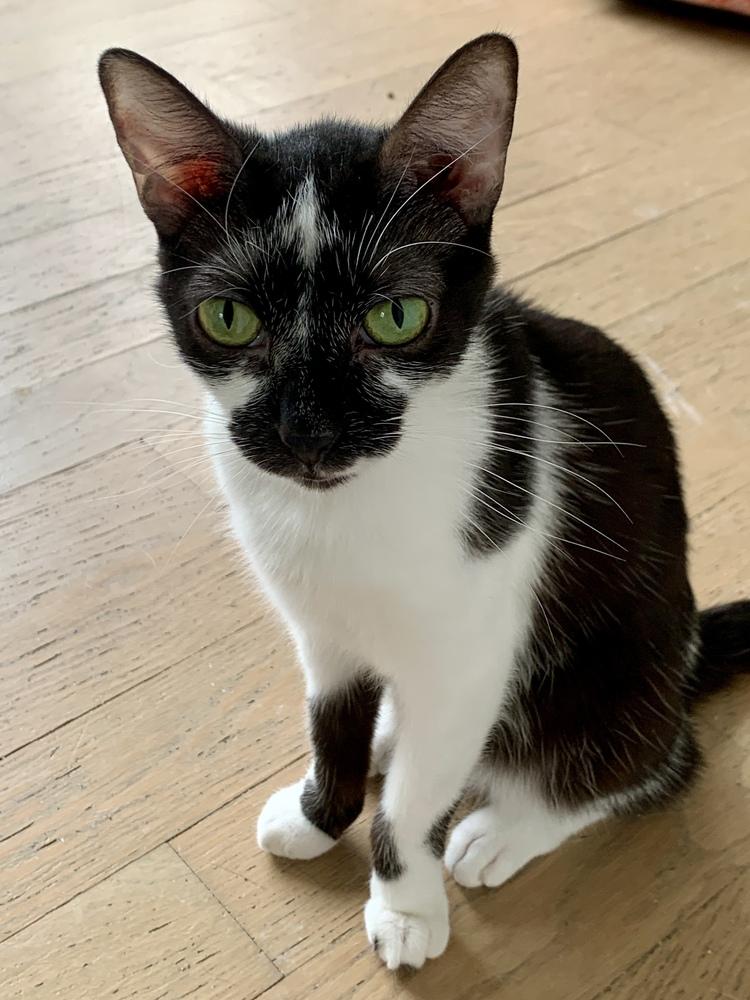 Enlarge Ellie (bonded pair with Opie), a Adoptable Domestic Short Hair in Chicago, IL image 1/5