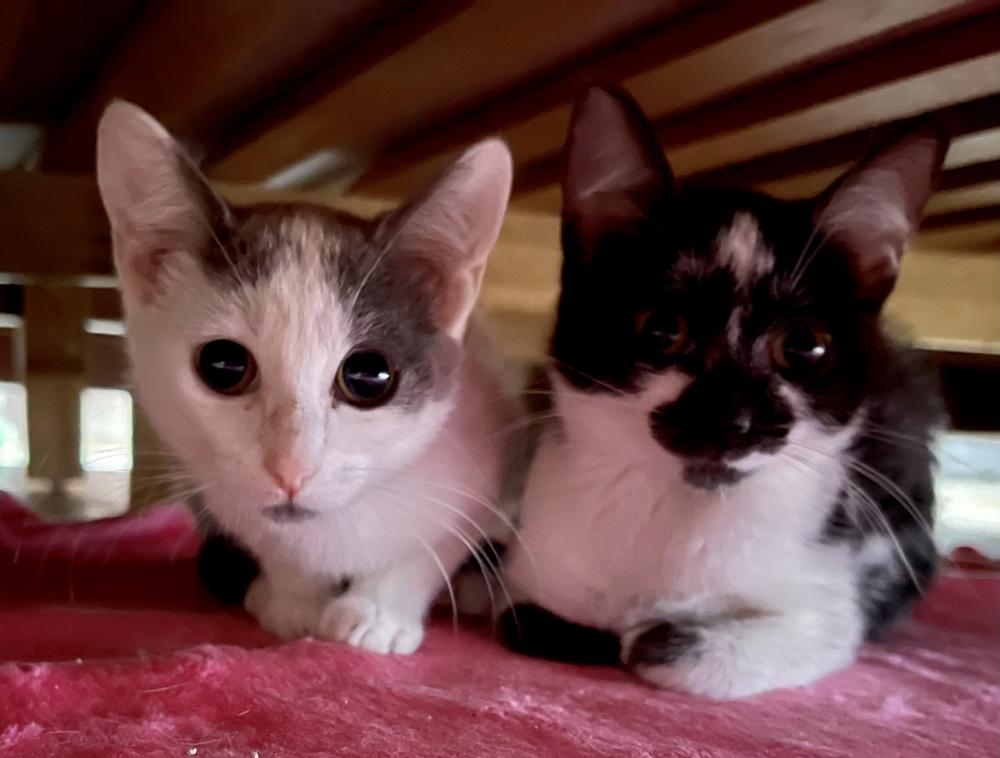 Enlarge Ellie (bonded pair with Opie), a Adoptable Domestic Short Hair in Chicago, IL image 3/5