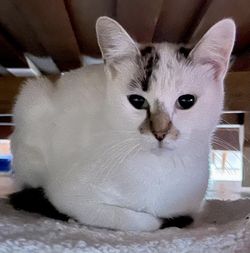 Enlarge Ellie (bonded pair with Opie), a Adoptable Domestic Short Hair in Chicago, IL image 4/5