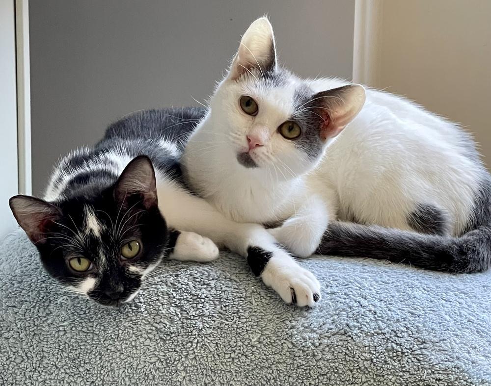 Enlarge Ellie (bonded pair with Opie), a Adoptable Domestic Short Hair in Chicago, IL image 5/5