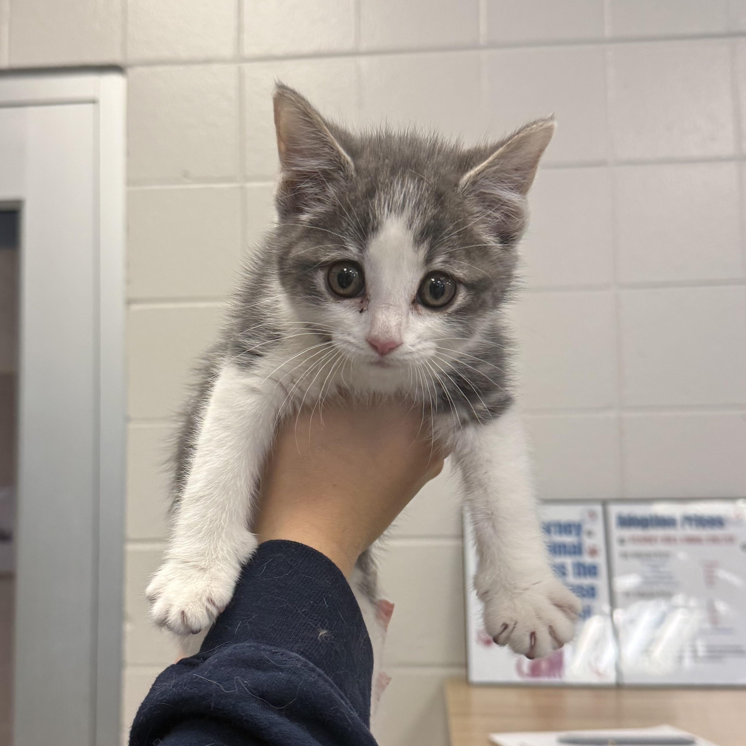 Enlarge Cicada, a ADOPTABLE Domestic Short Hair in Kearney, NE image 1/1