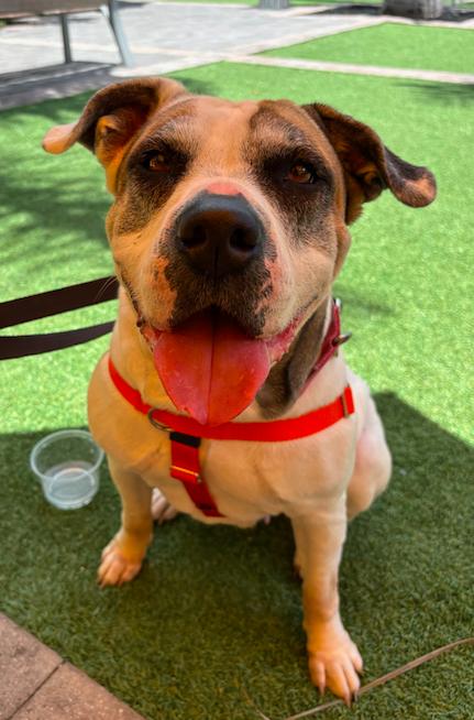 Enlarge Remy, a Adoptable American Bulldog in Decatur, GA image 1/3