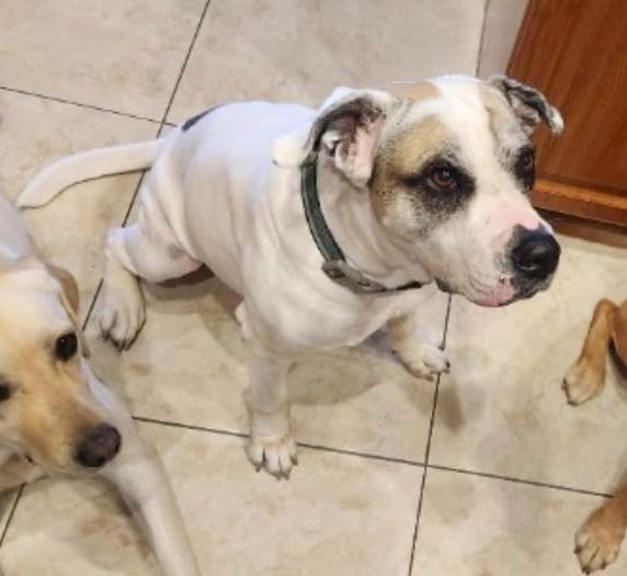 Enlarge Remy, a Adoptable American Bulldog in Decatur, GA image 3/3