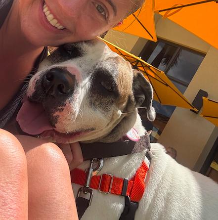 Enlarge Remy, a Adoptable American Bulldog in Decatur, GA image 3/3