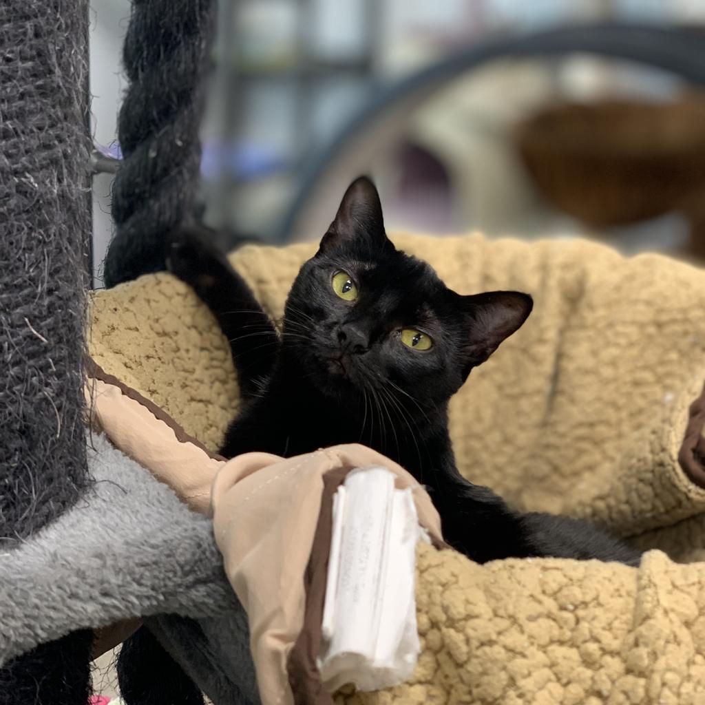 Tawny, Adoptable, Adult Female Domestic Short Hair.