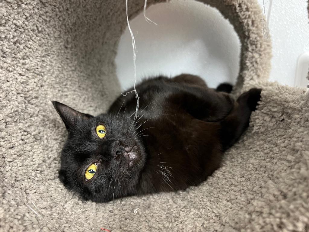 Enlarge Tawny, a Adoptable mixed breed in Corpus Christi, TX image 1/5