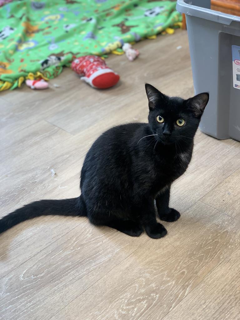 Enlarge Tawny, a Adoptable mixed breed in Corpus Christi, TX image 4/5