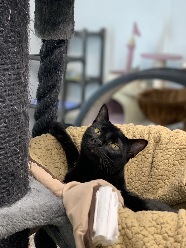 Enlarge Tawny, a Adoptable mixed breed in Corpus Christi, TX image 4/5