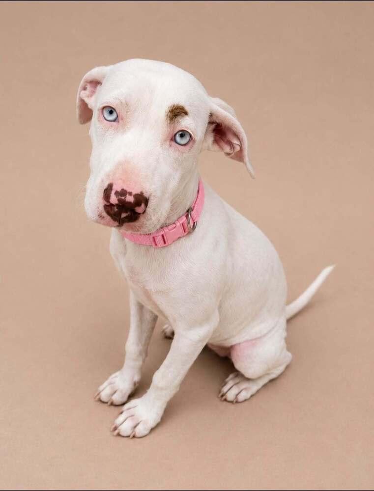 Capri, Adoptable, Puppy Female Mixed Breed.