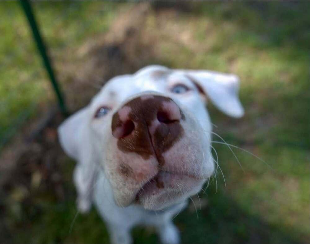 Enlarge Capri, a Adoptable mixed breed in Statesboro, GA image 2/3