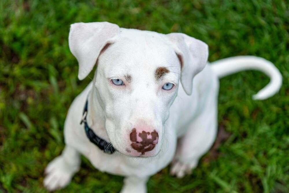 Enlarge Capri, a Adoptable mixed breed in Statesboro, GA image 3/3