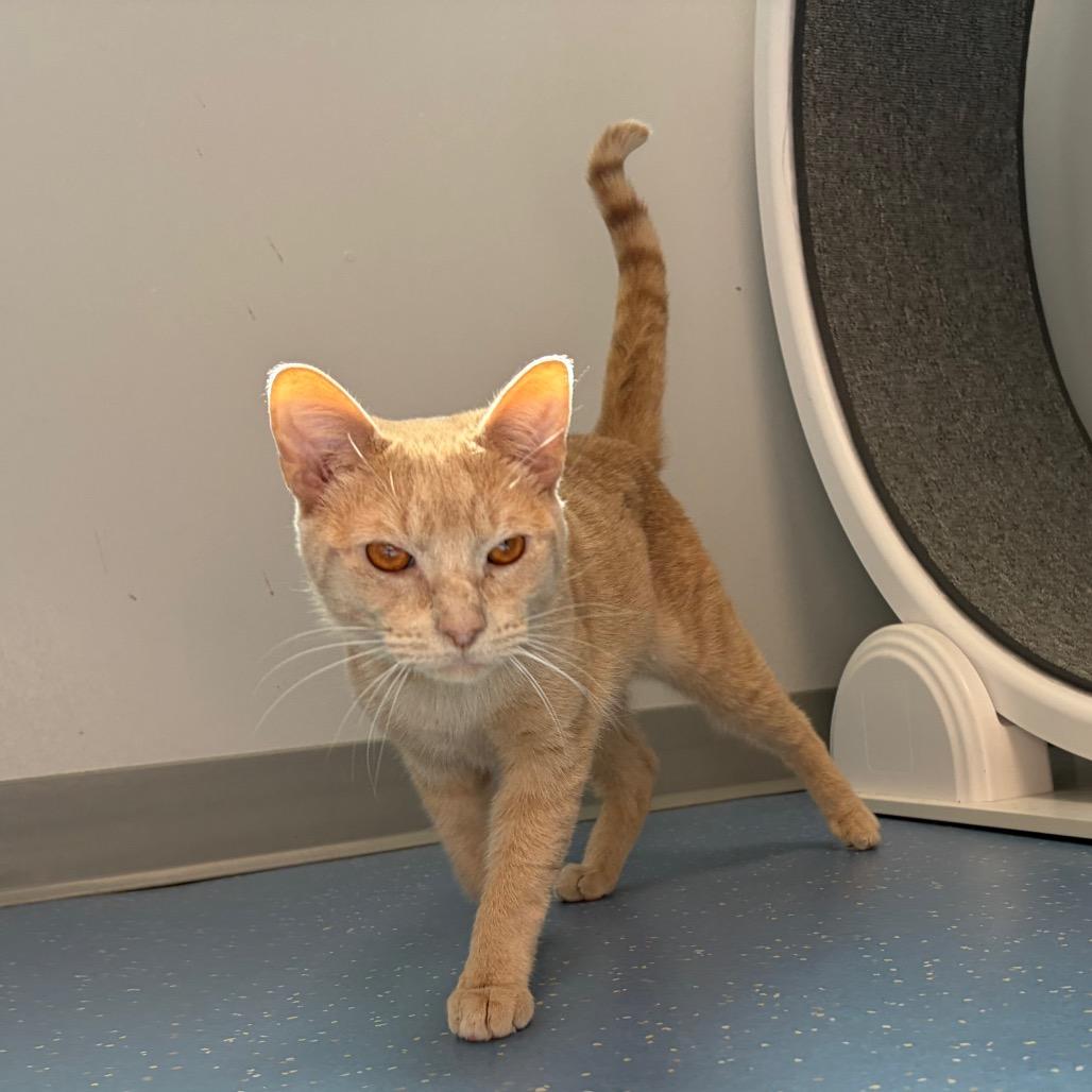 Ja Booboo, Adoptable, Adult Male Domestic Short Hair.