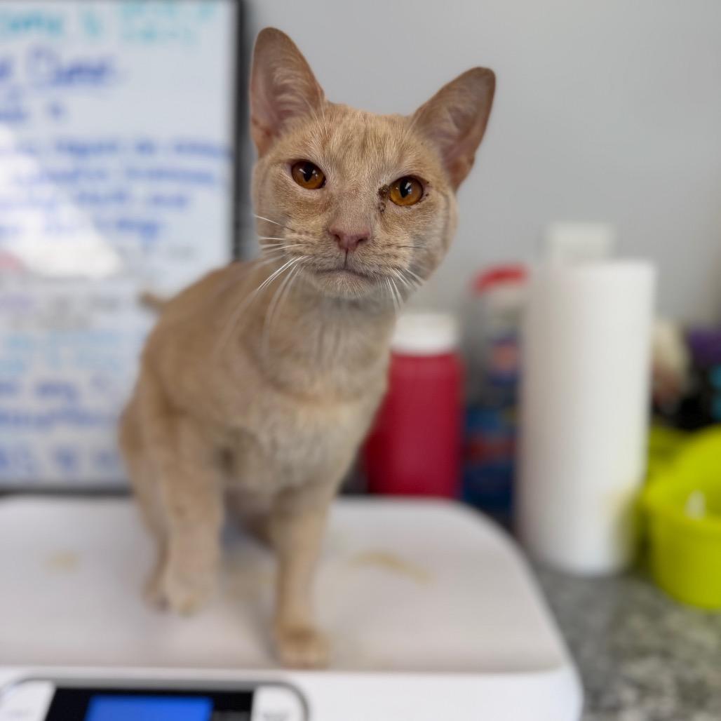 Ja Booboo, a Adoptable Domestic Short Hair in Watertown, NY image 2/3