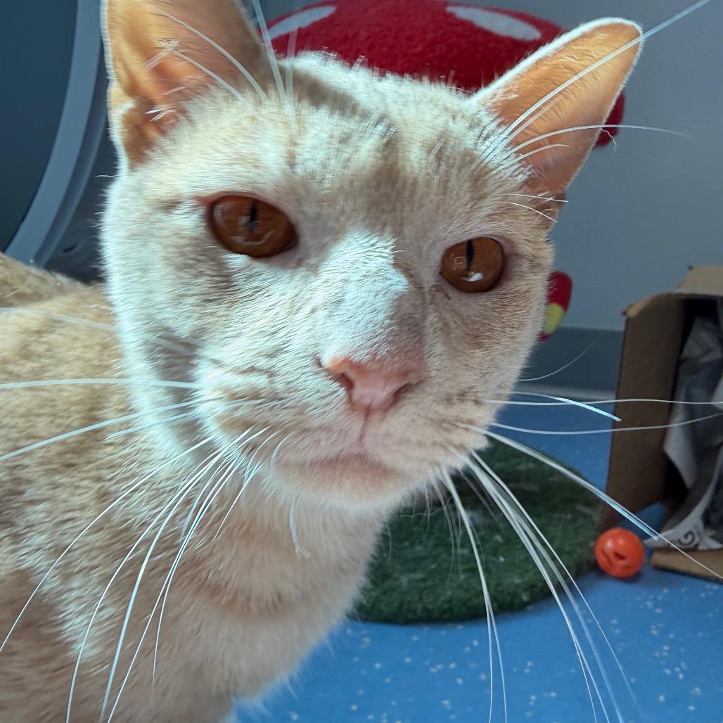 Ja Booboo, a Adoptable Domestic Short Hair in Watertown, NY image 3/3