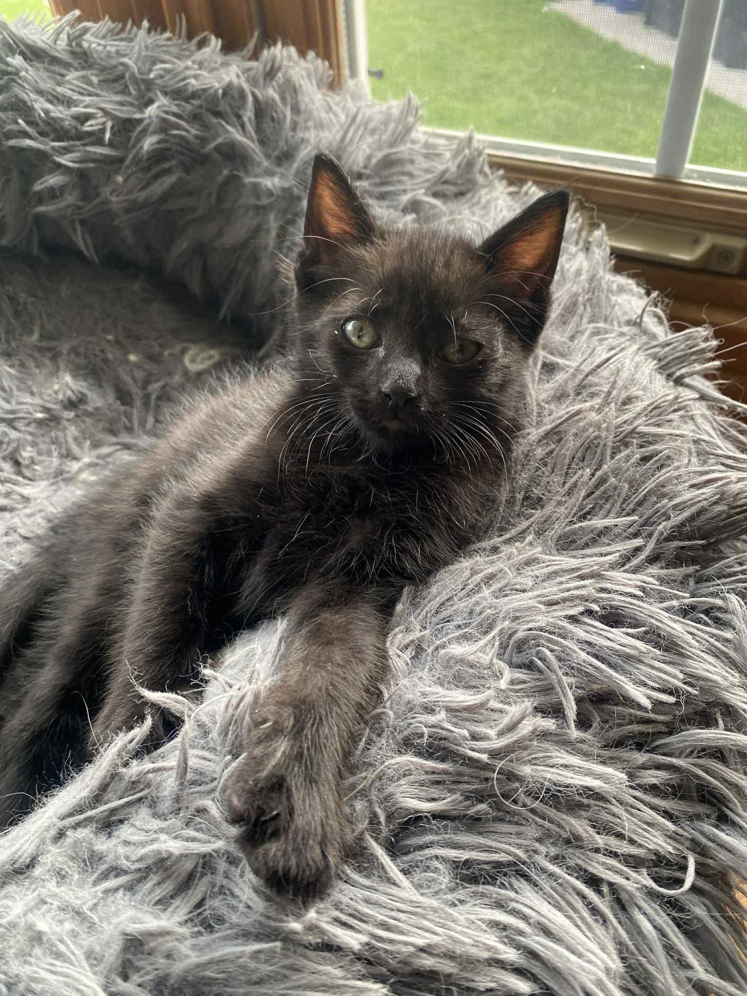 Perry, Baby Male Domestic Short Hair