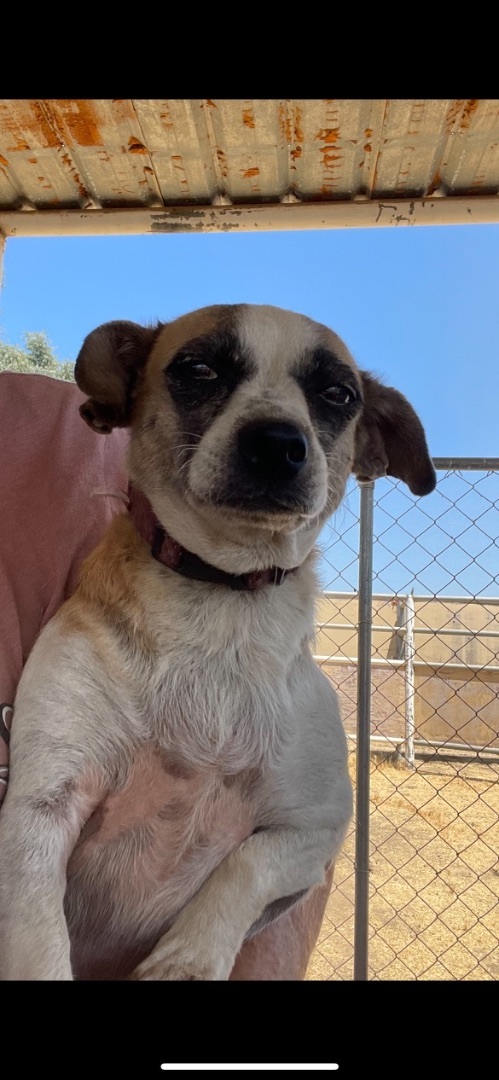 Karen and Tiffani, a Adoptable mixed breed in Fresno, CA image 1/17