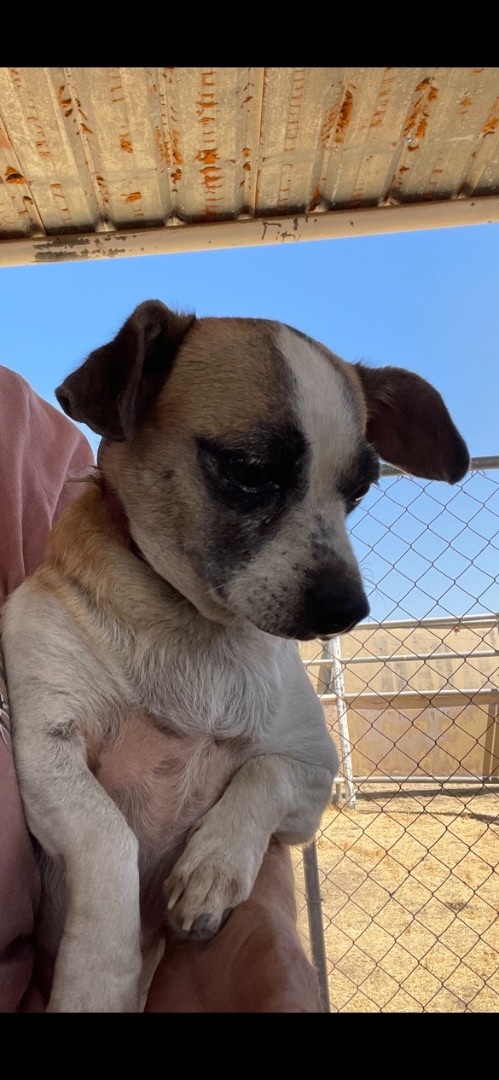 Karen and Tiffani, a Adoptable mixed breed in Fresno, CA image 2/17
