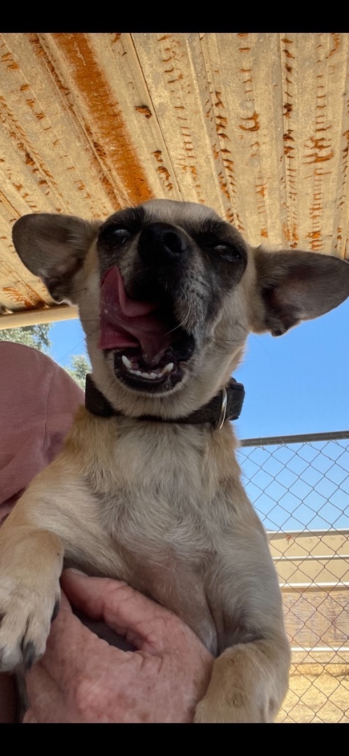 Karen and Tiffani, a Adoptable mixed breed in Fresno, CA image 4/17