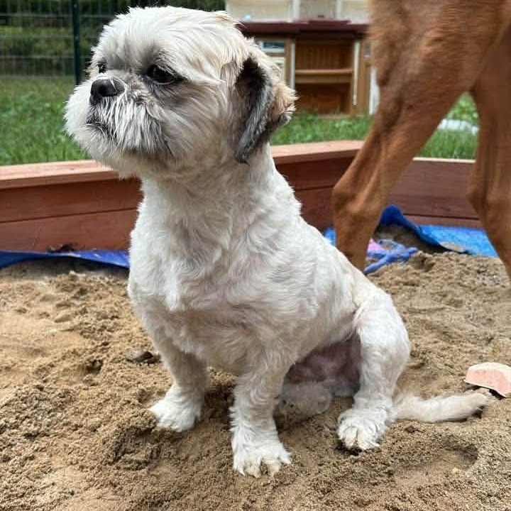 Benny - COURTESY POST, Adoptable, Adult Male Shih Tzu.