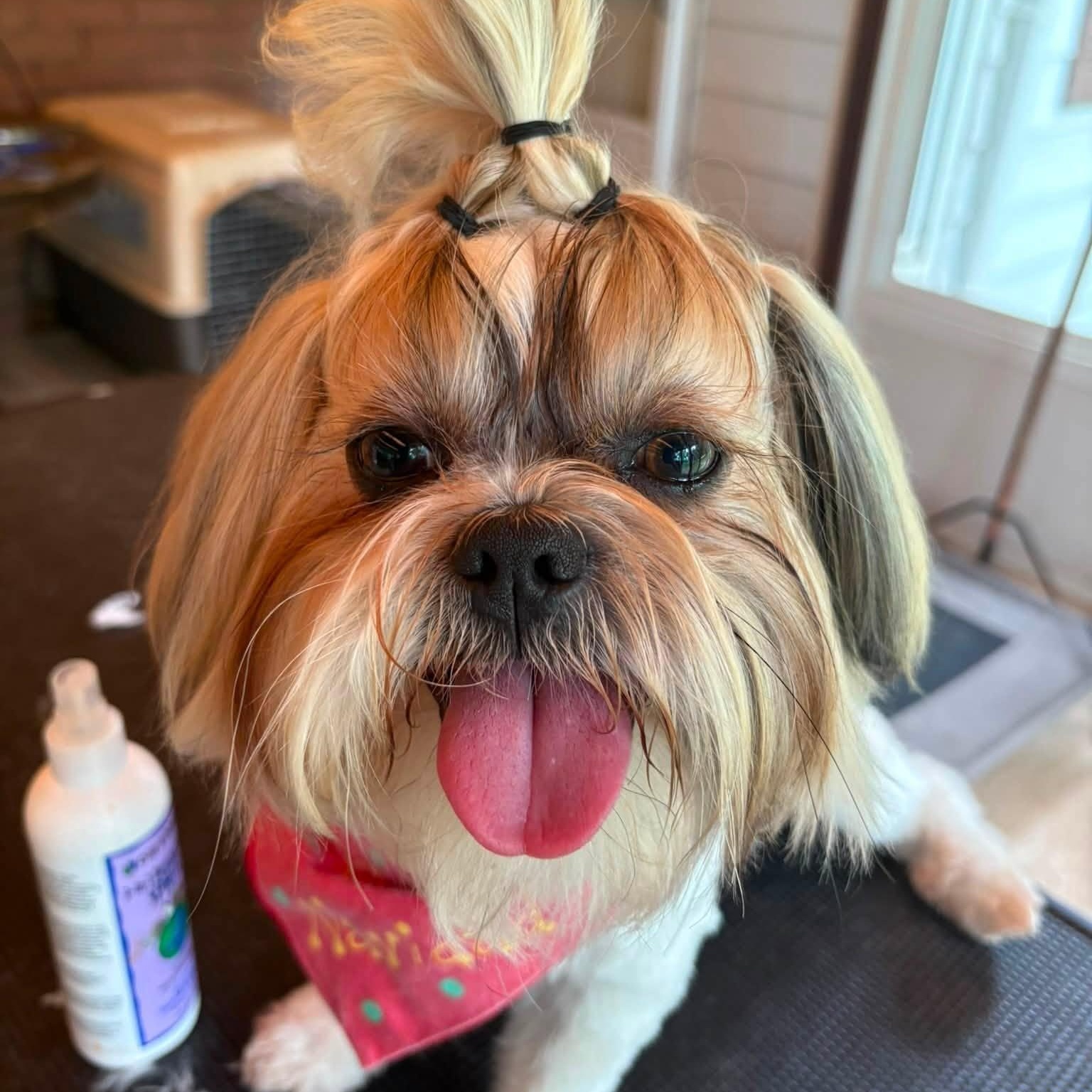 Benny - COURTESY POST, a Adoptable Shih Tzu in Fowlerville, MI image 2/3