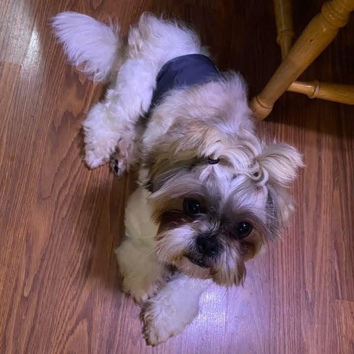 Benny - COURTESY POST, a Adoptable Shih Tzu in Fowlerville, MI image 3/3