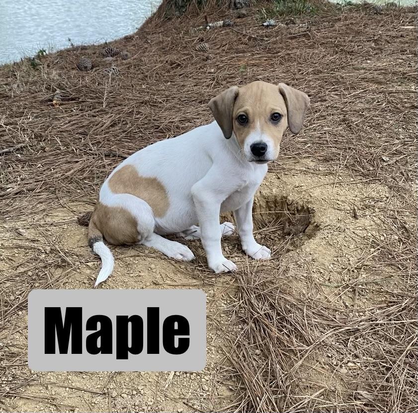 Maple, Adoptable, Puppy Female Beagle & Terrier.